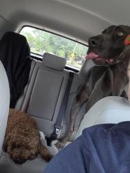 Found/Stray Male Dog last seen Belmont Area, Dayton, OH 45420