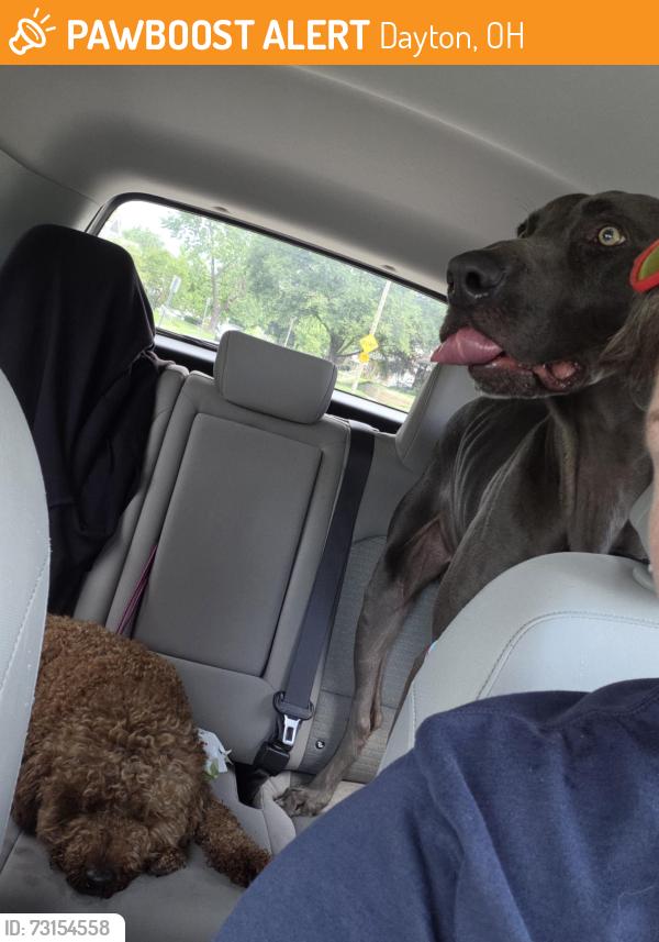 Found/Stray Male Dog last seen Belmont Area, Dayton, OH 45420