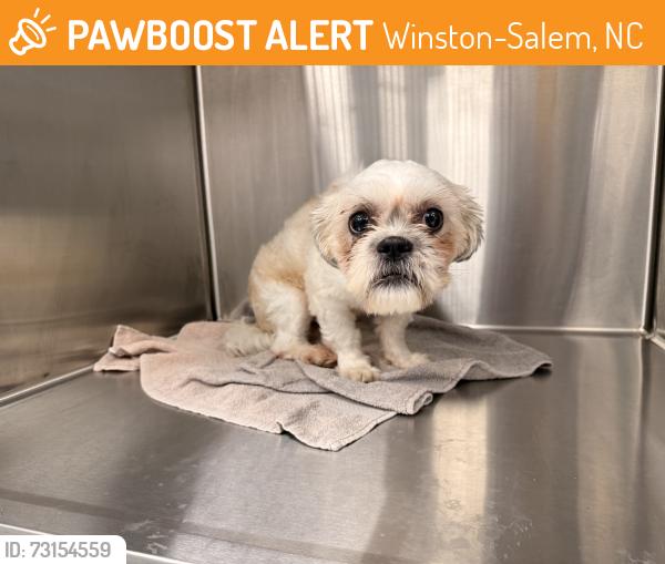 Found/Stray Male Dog last seen Mid salem ct off Stratford rd, Winston-Salem, NC 27103