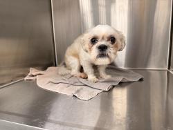 Found/Stray Male Dog last seen Mid salem ct off Stratford rd, Winston-Salem, NC 27103