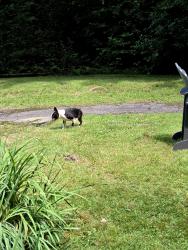 Reunited Male Dog last seen Near flt Mountain Rd just pass Hedden Lane and flt Mountain ests, Highlands, NC 28741
