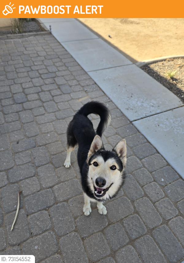 Found/Stray Male Dog last seen Kiowa x rock springs rd in Apple Valley, San Bernardino County, CA 92340