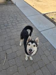 Found/Stray Male Dog last seen Kiowa x rock springs rd in Apple Valley, San Bernardino County, CA 92340