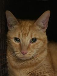 Shelter Stray Male Cat last seen , 4000 N Silverbell Rd, Tucson, AZ 85745, USA