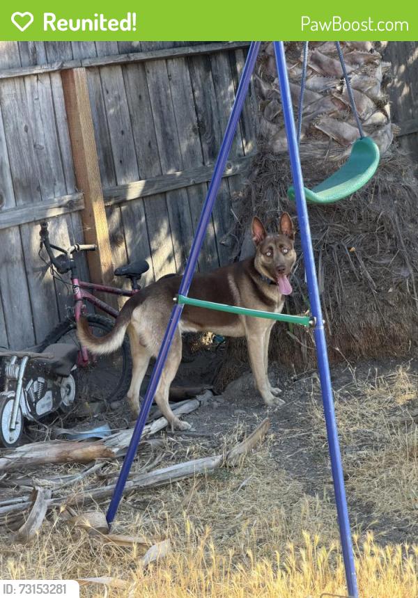 Reunited Male Dog last seen Near Briarwood Way, Stockton, CA 95209, USA, Stockton, CA 95209