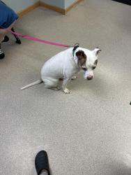 Found/Stray Male Dog last seen Fox hollow and little, Port Richey, FL 34668