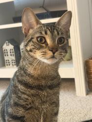 Reunited Male Cat last seen Near McBean Pkwy, Valencia, Santa Clarita, Santa Clarita, CA 91354