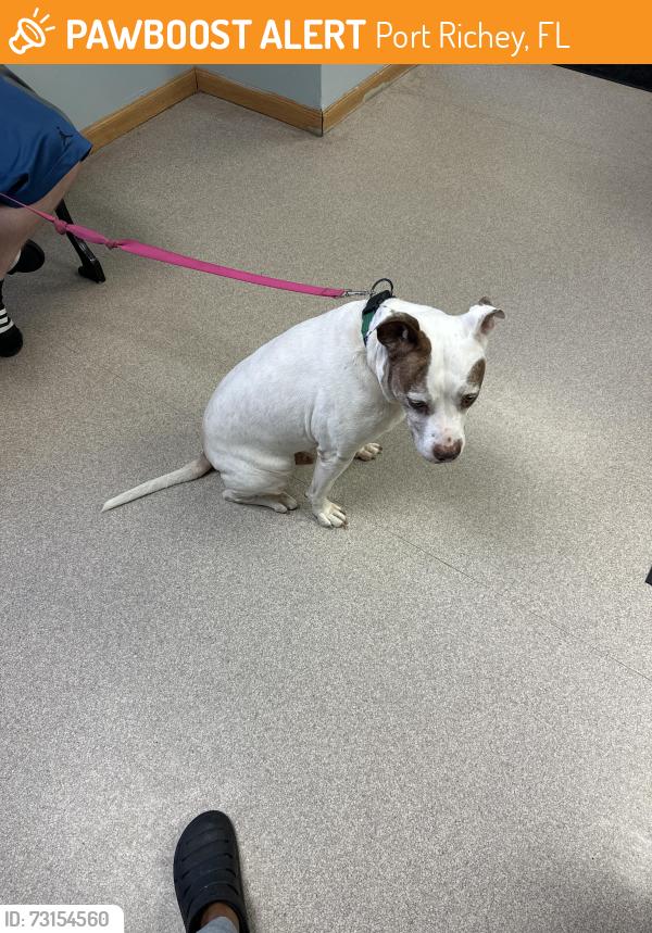 Found/Stray Male Dog last seen Fox hollow and little, Port Richey, FL 34668