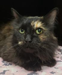 Shelter Stray Female Cat last seen , 4000 N Silverbell Rd, Tucson, AZ 85745, USA