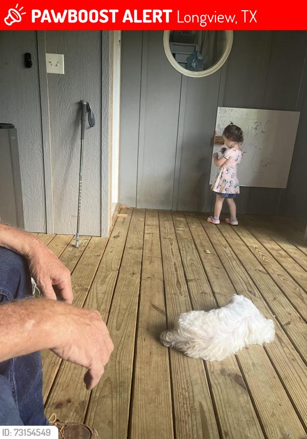 Lost Male Dog last seen Cotten and golf, Longview, TX 75602