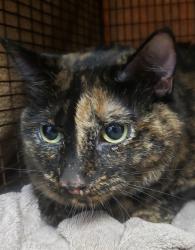 Shelter Stray Female Cat last seen , 4000 N Silverbell Rd, Tucson, AZ 85745, USA