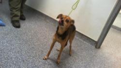 Shelter Stray Male Dog last seen CHARLOTTE, 8315 Byrum Dr, Charlotte, NC 28217, USA