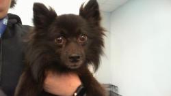 Shelter Stray Male Dog last seen CHARLOTTE, 8315 Byrum Dr, Charlotte, NC 28217, USA