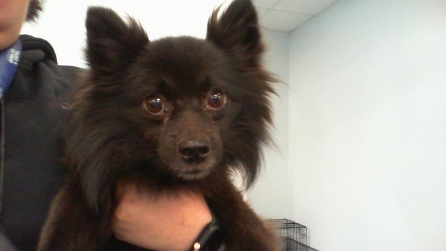 Shelter Stray Male Dog last seen CHARLOTTE, 8315 Byrum Dr, Charlotte, NC 28217, USA