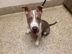 Shelter Stray Male Dog last seen Near BLOCK ARRIBA DR, ELBERT CO 80106, 610 Abbot Ln, Colorado Springs, CO 80905, USA