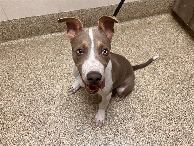 Shelter Stray Male Dog last seen Near BLOCK ARRIBA DR, ELBERT CO 80106, 610 Abbot Ln, Colorado Springs, CO 80905, USA