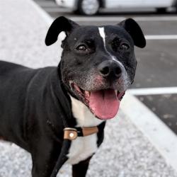 Shelter Stray Female Dog last seen Near, 2600 S Harding St, Indianapolis, IN 46221, USA