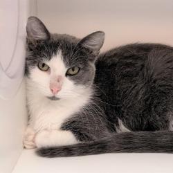 Shelter Stray Female Cat last seen Near, 2600 S Harding St, Indianapolis, IN 46221, USA