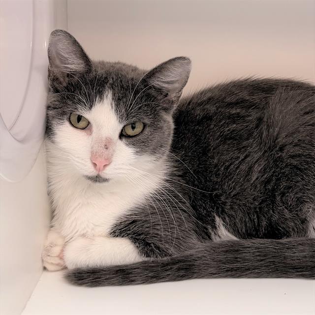 Shelter Stray Female Cat last seen Near, 2600 S Harding St, Indianapolis, IN 46221, USA