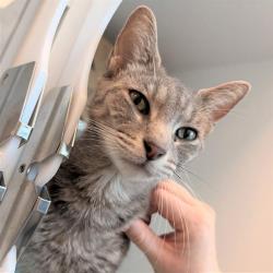 Shelter Stray Female Cat last seen Near, 2600 S Harding St, Indianapolis, IN 46221, USA