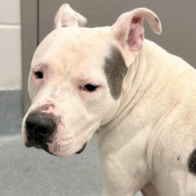 Shelter Stray Female Dog last seen Near, 2600 S Harding St, Indianapolis, IN 46221, USA