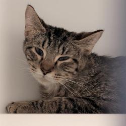 Shelter Stray Male Cat last seen Near, 2600 S Harding St, Indianapolis, IN 46221, USA