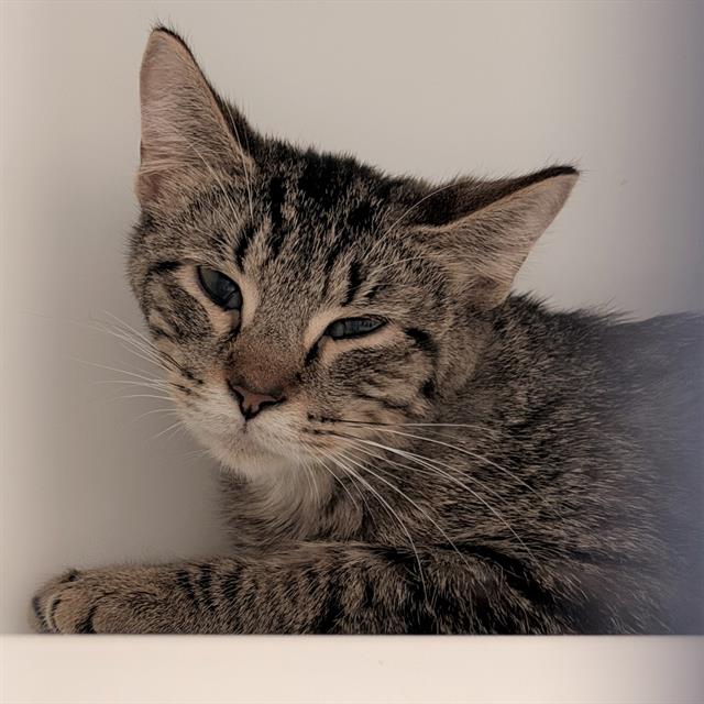 Shelter Stray Male Cat last seen Near, 2600 S Harding St, Indianapolis, IN 46221, USA