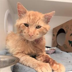 Shelter Stray Male Cat last seen Near, 2600 S Harding St, Indianapolis, IN 46221, USA