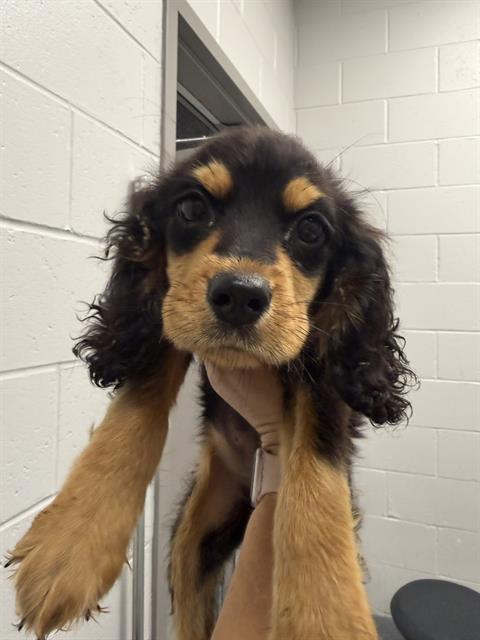 Shelter Stray Female Dog last seen OUT OF JURIS, 2600 S Harding St, Indianapolis, IN 46221, USA