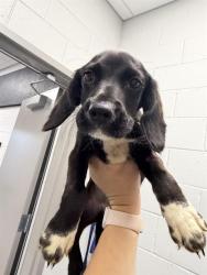 Shelter Stray Male Dog last seen OUT OF JURIS, 2600 S Harding St, Indianapolis, IN 46221, USA