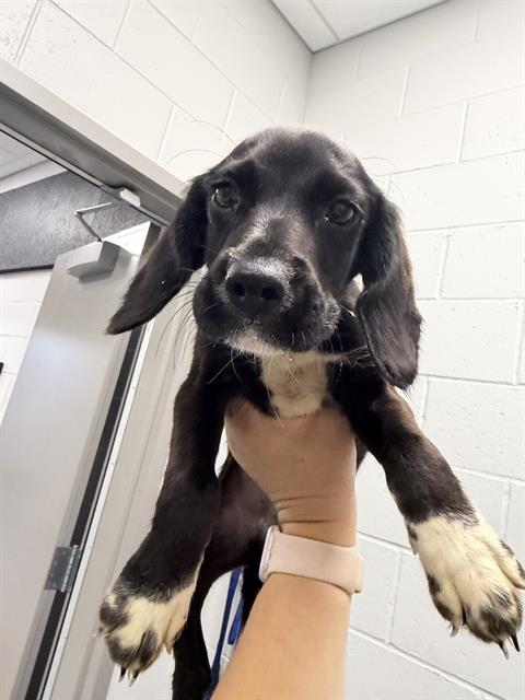 Shelter Stray Male Dog last seen OUT OF JURIS, 2600 S Harding St, Indianapolis, IN 46221, USA