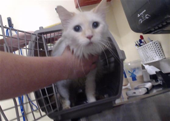 Shelter Stray Female Cat last seen Near BLOCK W BAYAUD AVE, DENVER CO 80223, 1241 W Bayaud Ave, Denver, CO 80223, USA