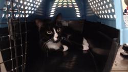 Shelter Stray Male Cat last seen Near BLOCK N CARSON WAY, DENVER CO 80239, 1241 W Bayaud Ave, Denver, CO 80223, USA