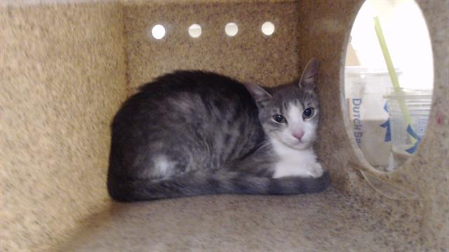 Shelter Stray Female Cat last seen Near BLOCK S LOWELL BLVD, DENVER CO 80219, 1241 W Bayaud Ave, Denver, CO 80223, USA