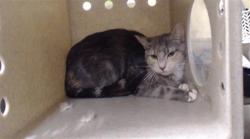 Shelter Stray Female Cat last seen Near BLOCK S LOWELL BLVD, DENVER CO 80219, 1241 W Bayaud Ave, Denver, CO 80223, USA