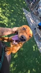 Shelter Stray Male Dog last seen COLE/WASHINGTON, BAKERSFIELD, 201 S Mt Vernon Ave, Bakersfield, CA 93307, USA