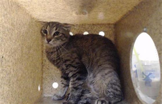 Shelter Stray Female Cat last seen Near BLOCK S LOWELL BLVD, DENVER CO 80219, 1241 W Bayaud Ave, Denver, CO 80223, USA