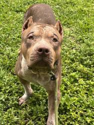 Shelter Stray Male Dog last seen Near BLOCK NW 36 ST, LAUDERDALE LAKES FL 33309, 2400 SW 42nd St, Fort Lauderdale, FL 33312, USA