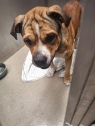 Shelter Stray Male Dog last seen Near BLOCK AZALEA CIR, MIRAMAR FL 33025, 2400 SW 42nd St, Fort Lauderdale, FL 33312, USA