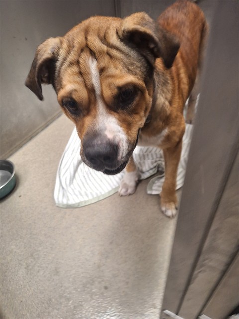 Shelter Stray Male Dog last seen Near BLOCK AZALEA CIR, MIRAMAR FL 33025, 2400 SW 42nd St, Fort Lauderdale, FL 33312, USA