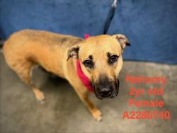 Shelter Stray Female Dog last seen , West Valley Animal Shelter, 20655 Plummer St, Chatsworth, CA 91311, USA