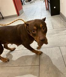 Shelter Stray Female Dog last seen Near BLOCK BISCAYNE BLVD, 3599 NW 79th Ave, Doral, FL 33122, USA