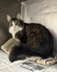 Shelter Stray Male Cat last seen , West Valley Animal Shelter, 20655 Plummer St, Chatsworth, CA 91311, USA