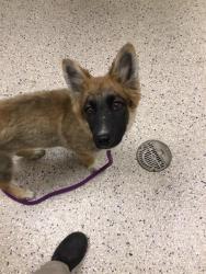 Shelter Stray Female Dog last seen Near BLOCK E 97TH AVE, 12155 Park Blvd, Brighton, CO 80601, USA