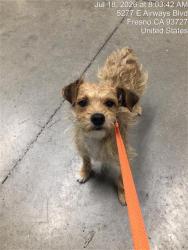 Shelter Stray Male Dog last seen Near BLOCK N BLYTHE AVE, FRESNO CA 93722 5103, 5277 E Airways Blvd, Fresno, CA 93727, USA