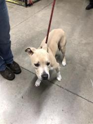 Shelter Stray Male Dog last seen Near BLOCK E ASHLAN AVE, FRESNO CA 93726 3736, 5277 E Airways Blvd, Fresno, CA 93727, USA