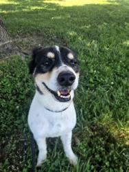 Shelter Stray Male Dog last seen BLUE HERON DR,63031, 10521 Baur Blvd, Olivette, MO 63132, USA