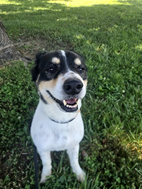 Shelter Stray Male Dog last seen BLUE HERON DR,63031, 10521 Baur Blvd, Olivette, MO 63132, USA