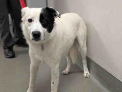 Shelter Stray Male Dog last seen COUSER CANYON RD & HIGHWAY 76, 2481 Palomar Airport Rd, Carlsbad, CA 92011, USA