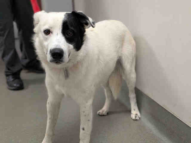 Shelter Stray Male Dog last seen COUSER CANYON RD & HIGHWAY 76, 2481 Palomar Airport Rd, Carlsbad, CA 92011, USA